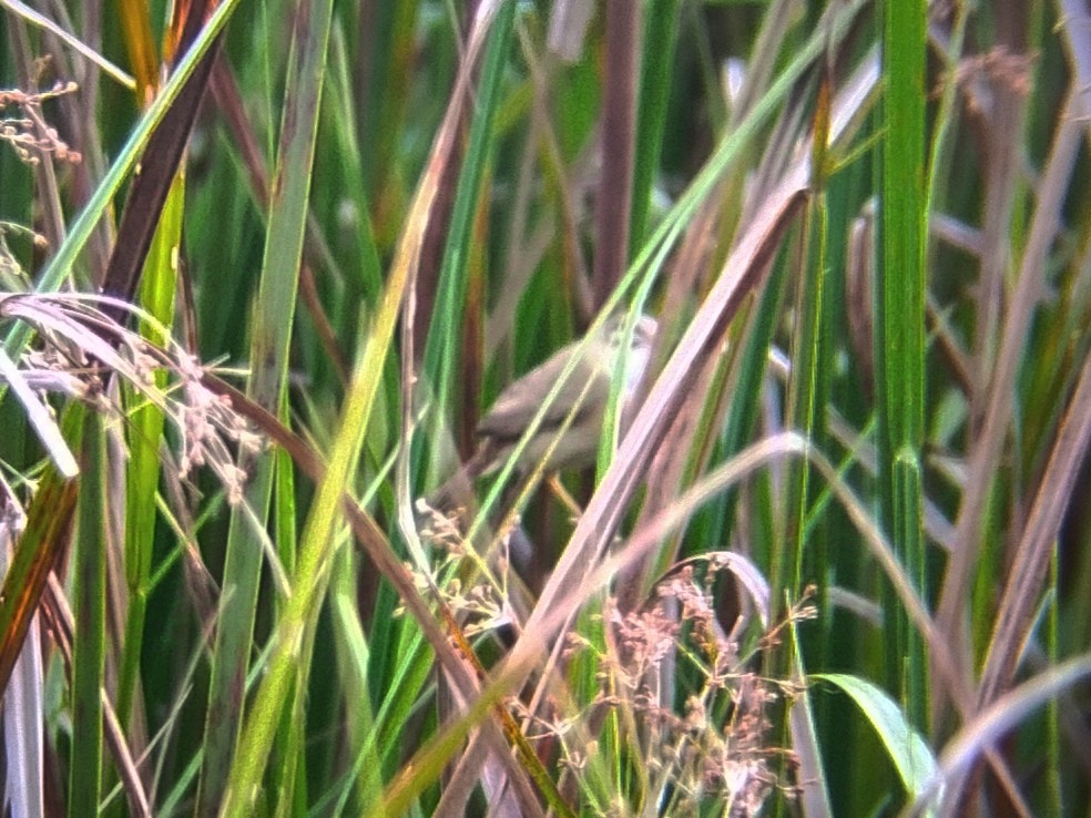 Manchurian Reed Warbler - ML630770810