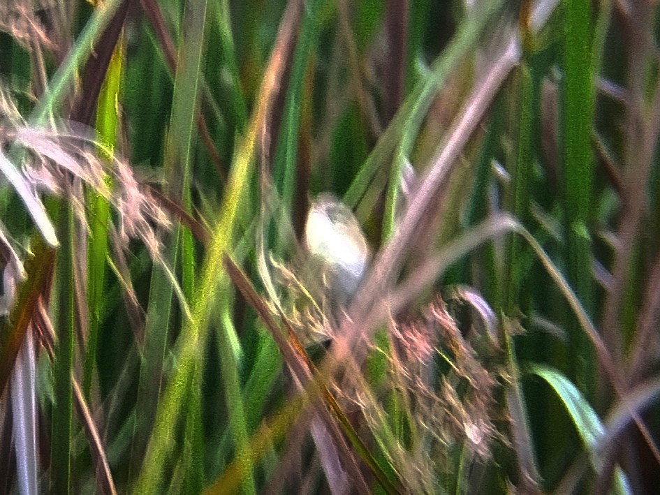 Manchurian Reed Warbler - ML630770811