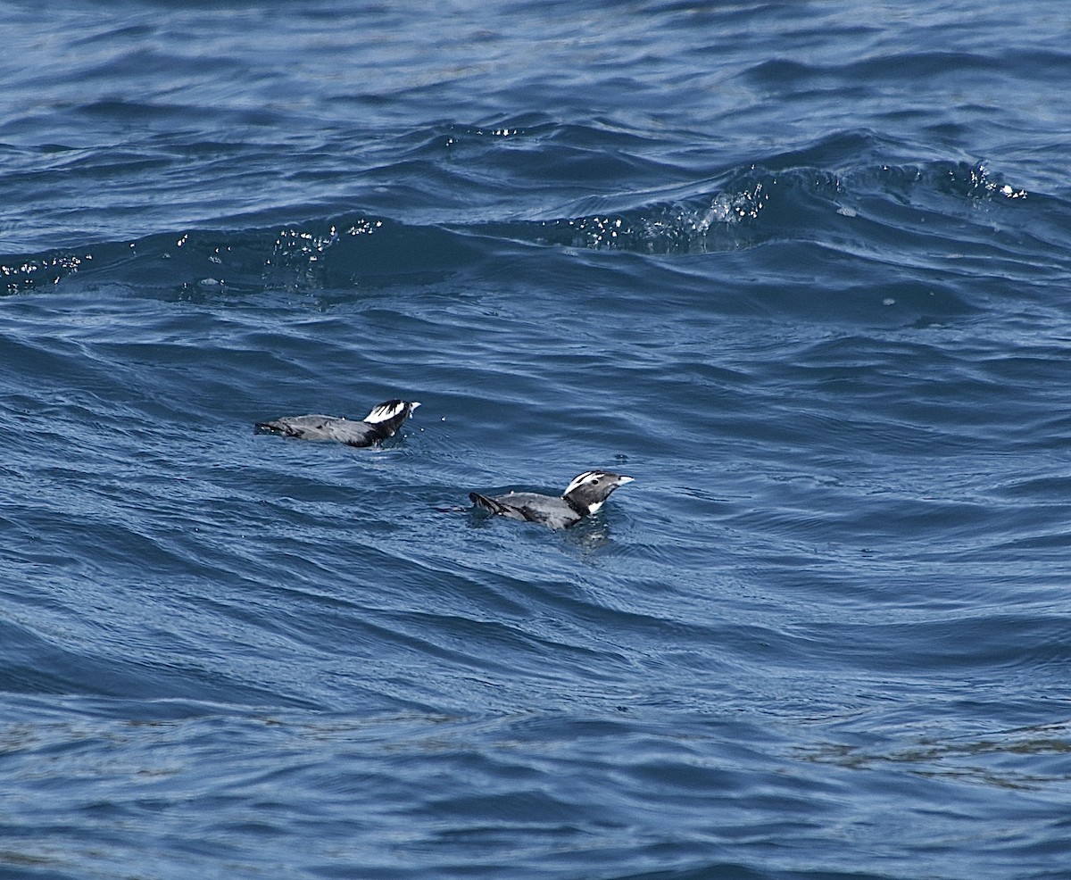 Japanese Murrelet - ML630770824