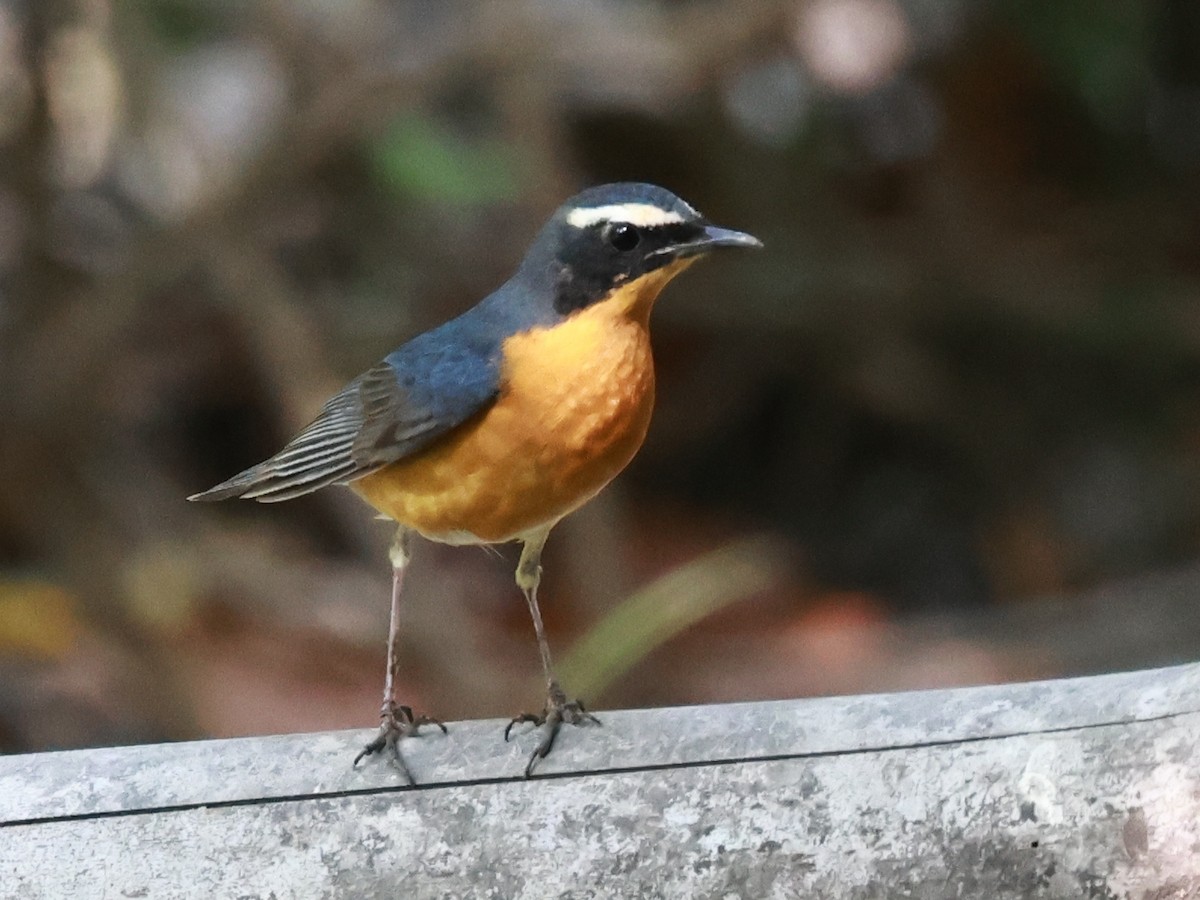 Indian Blue Robin - ML630770880
