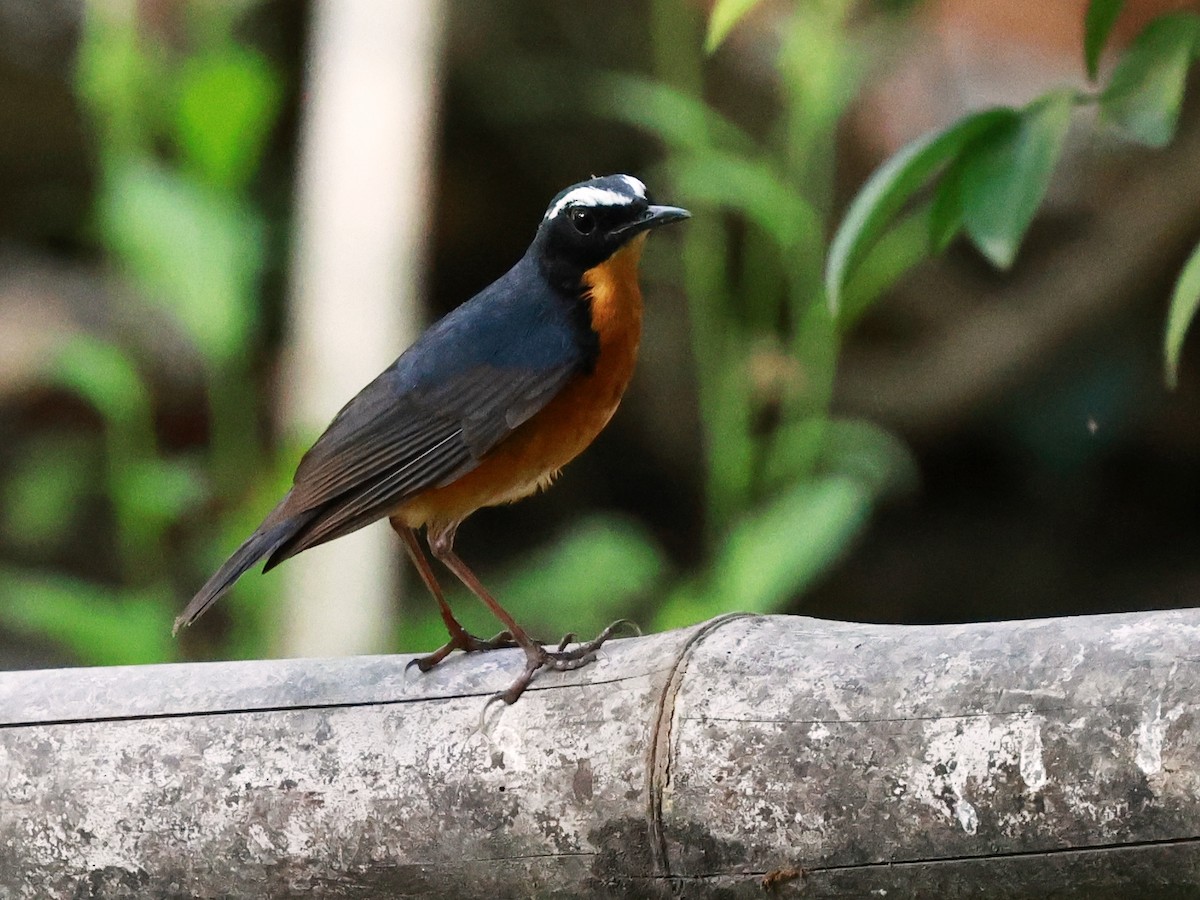 Indian Blue Robin - ML630770881