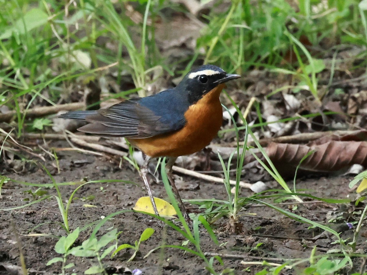 Indian Blue Robin - ML630770882