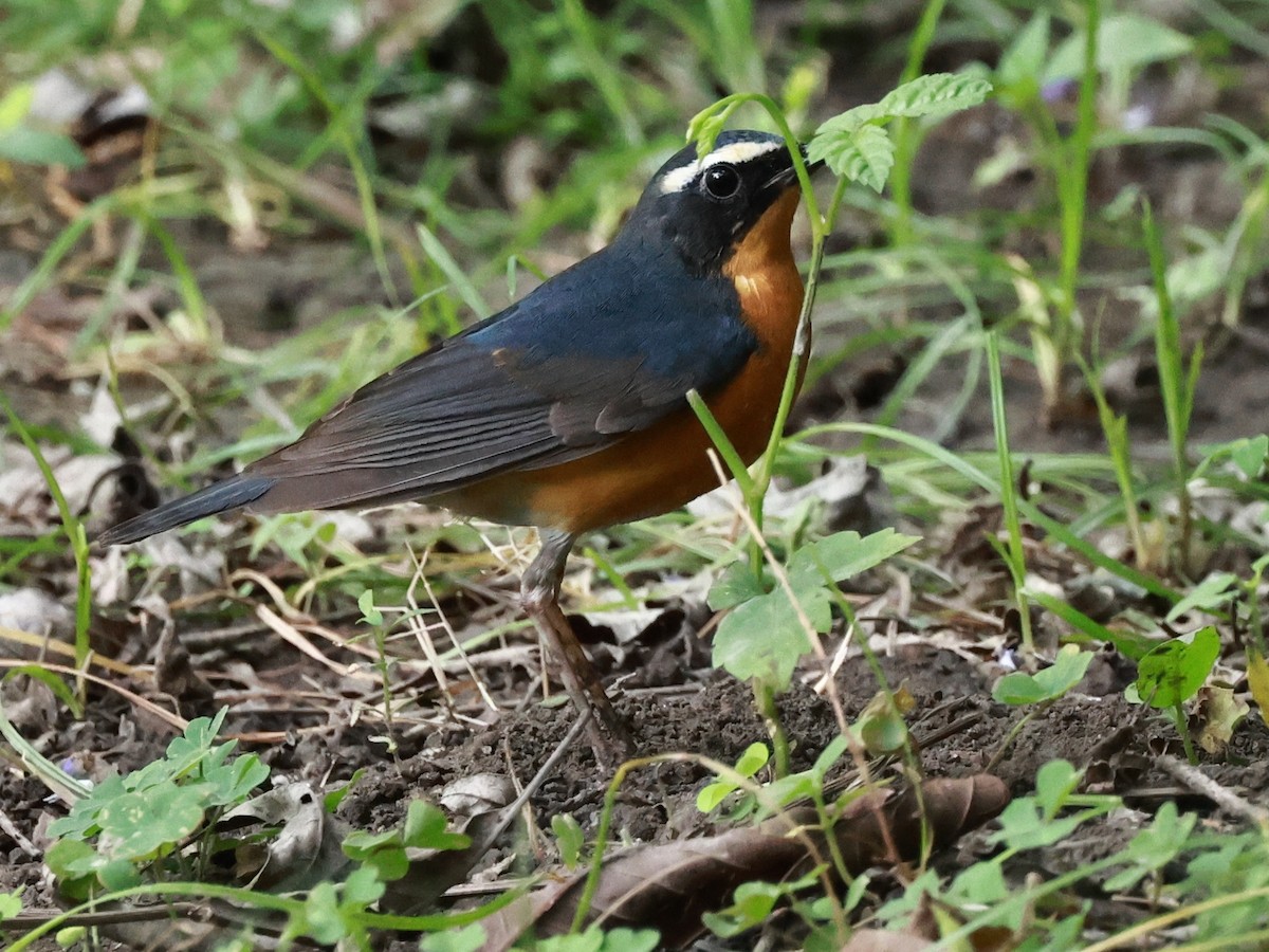 Indian Blue Robin - ML630770883