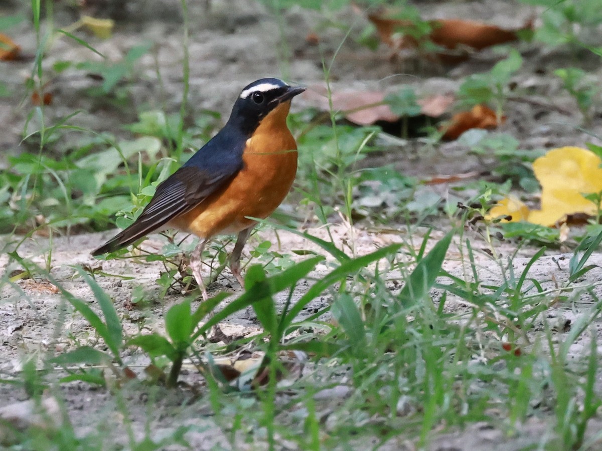 Indian Blue Robin - ML630770884