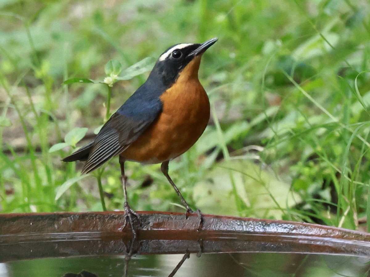 Indian Blue Robin - ML630770885