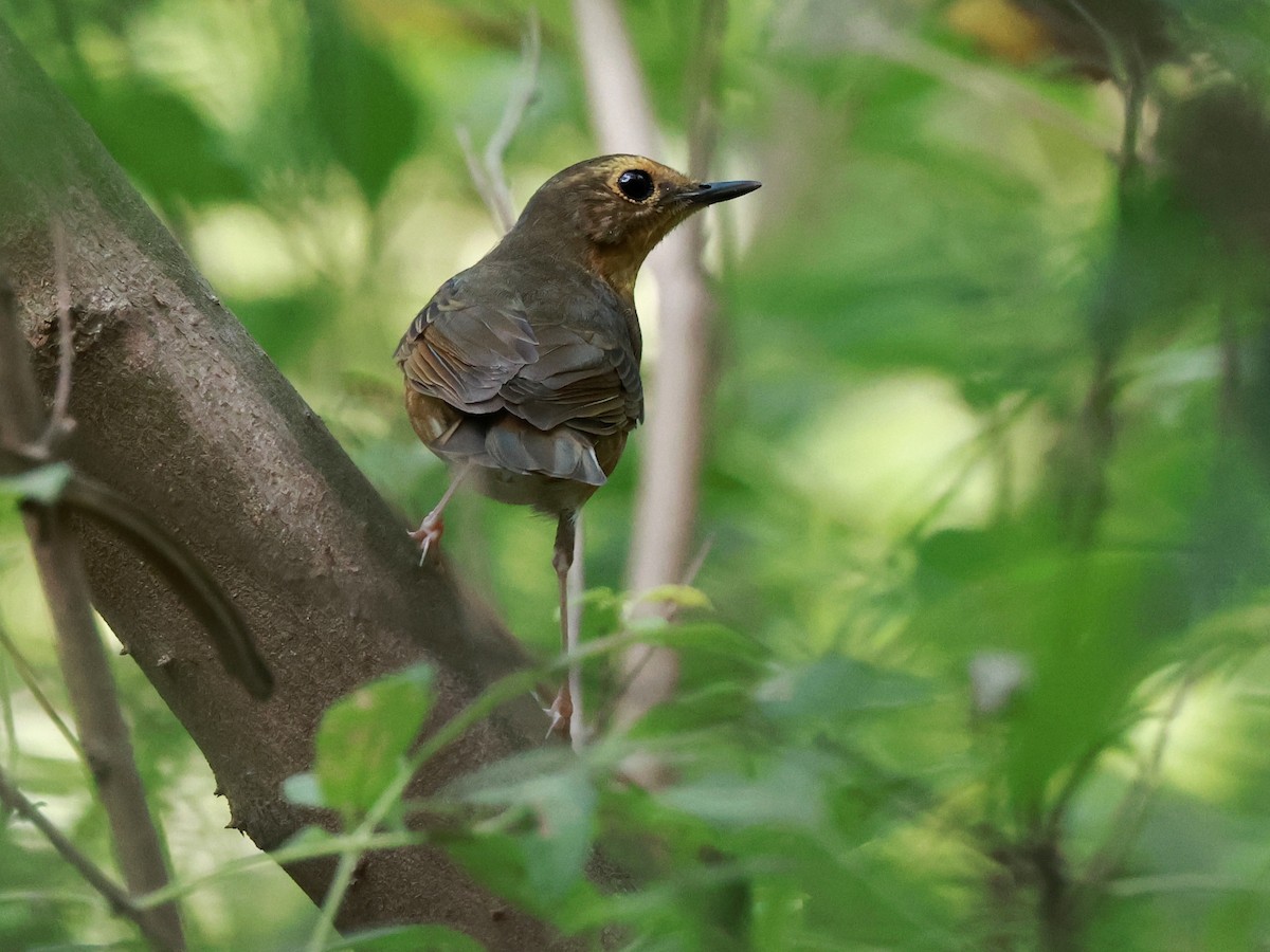 Indian Blue Robin - ML630770886