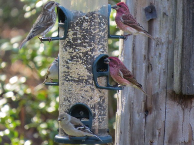 hýl nachový - ML630770934