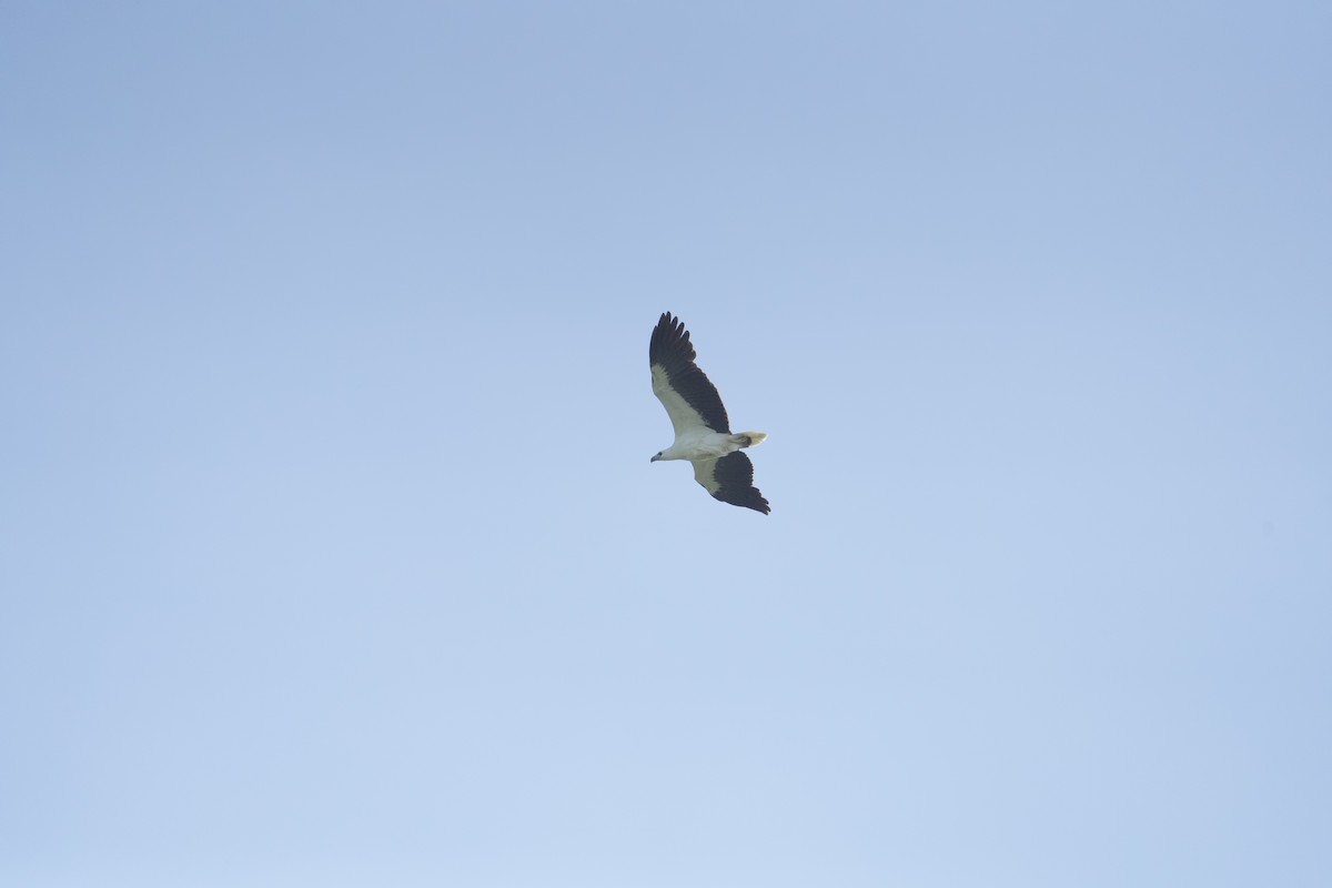 White-bellied Sea-Eagle - ML630770953