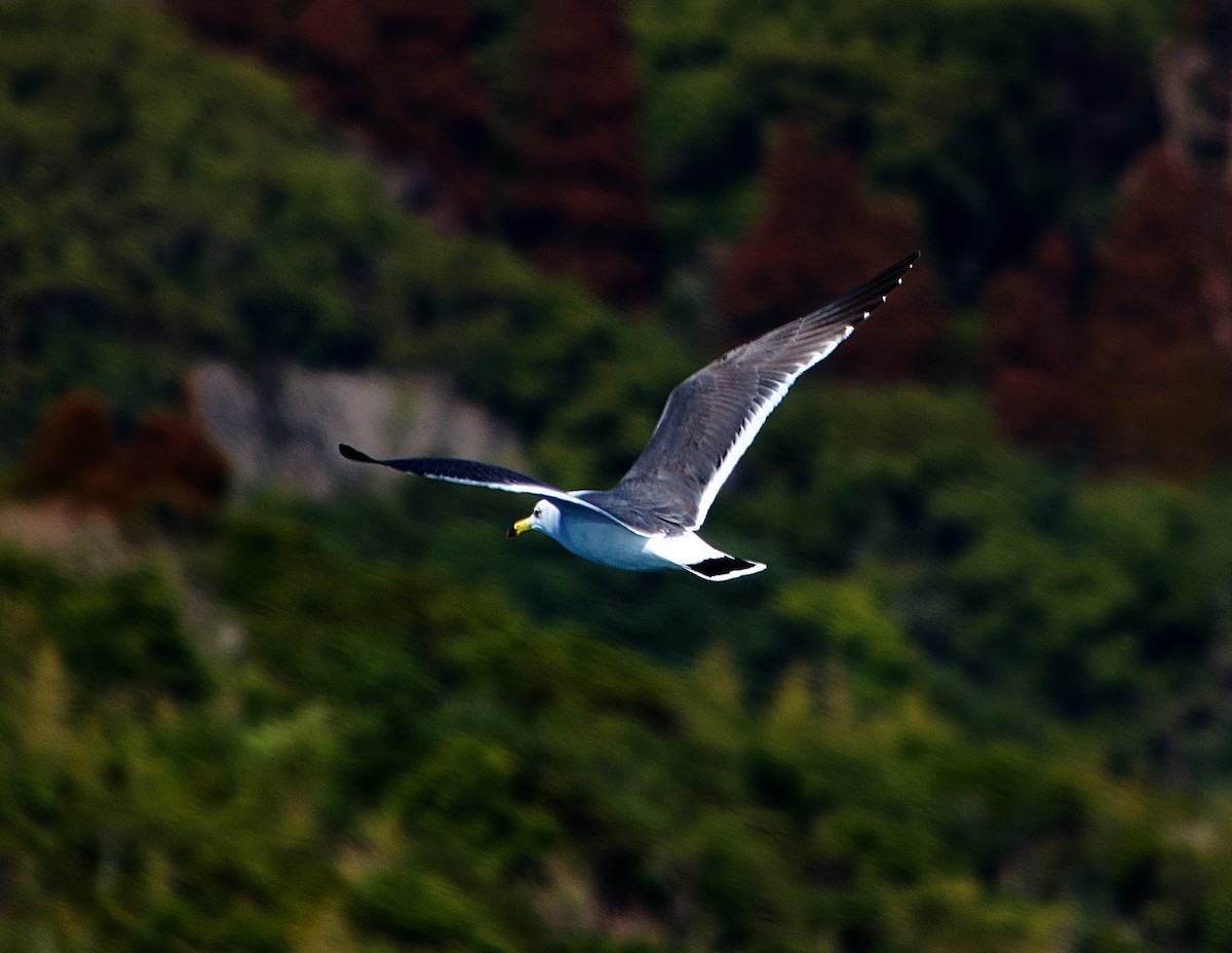 Black-tailed Gull - ML630770961