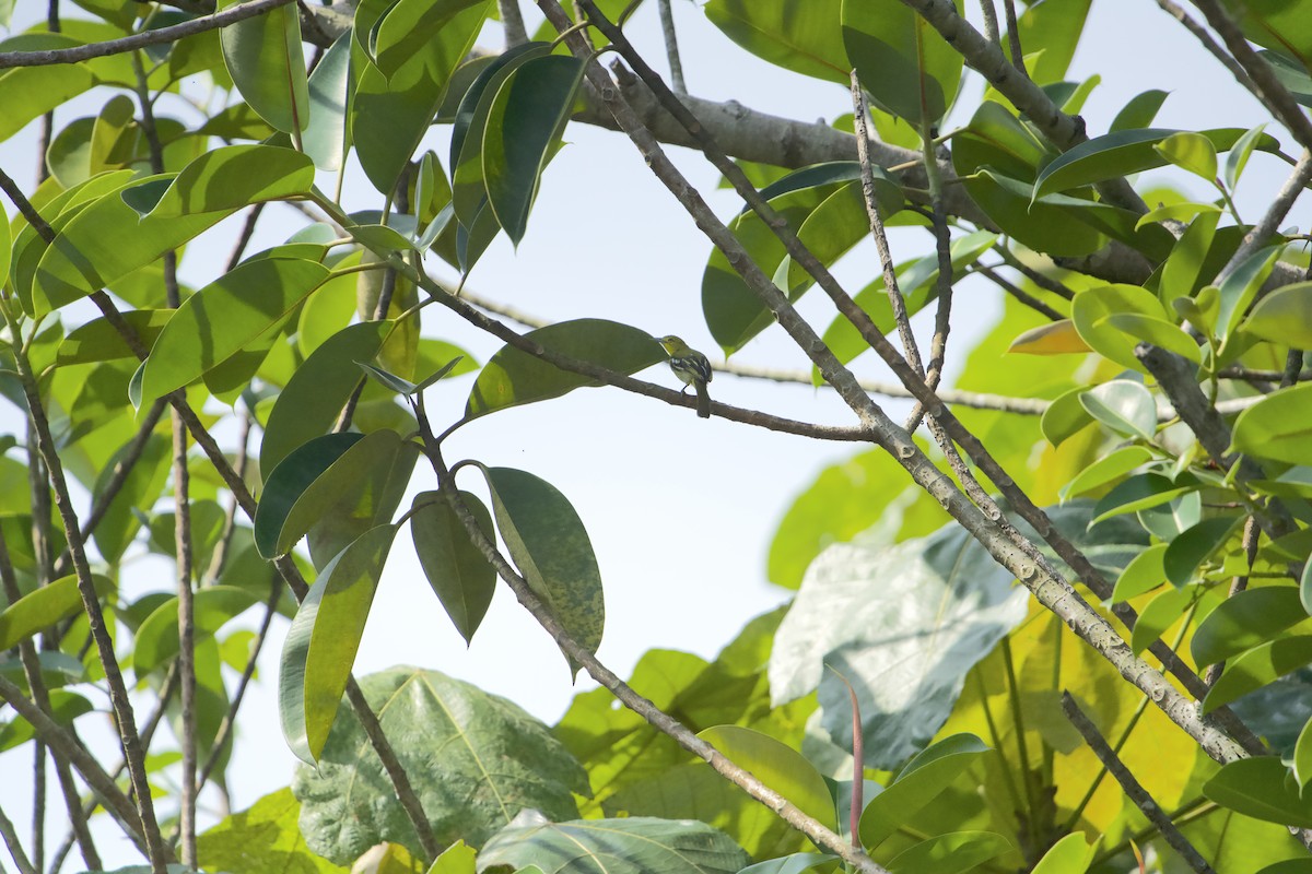 Common Iora - ML630770962