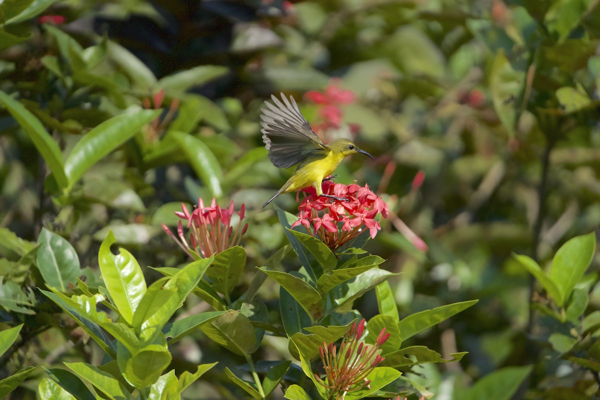 Ornate Sunbird - ML630770964