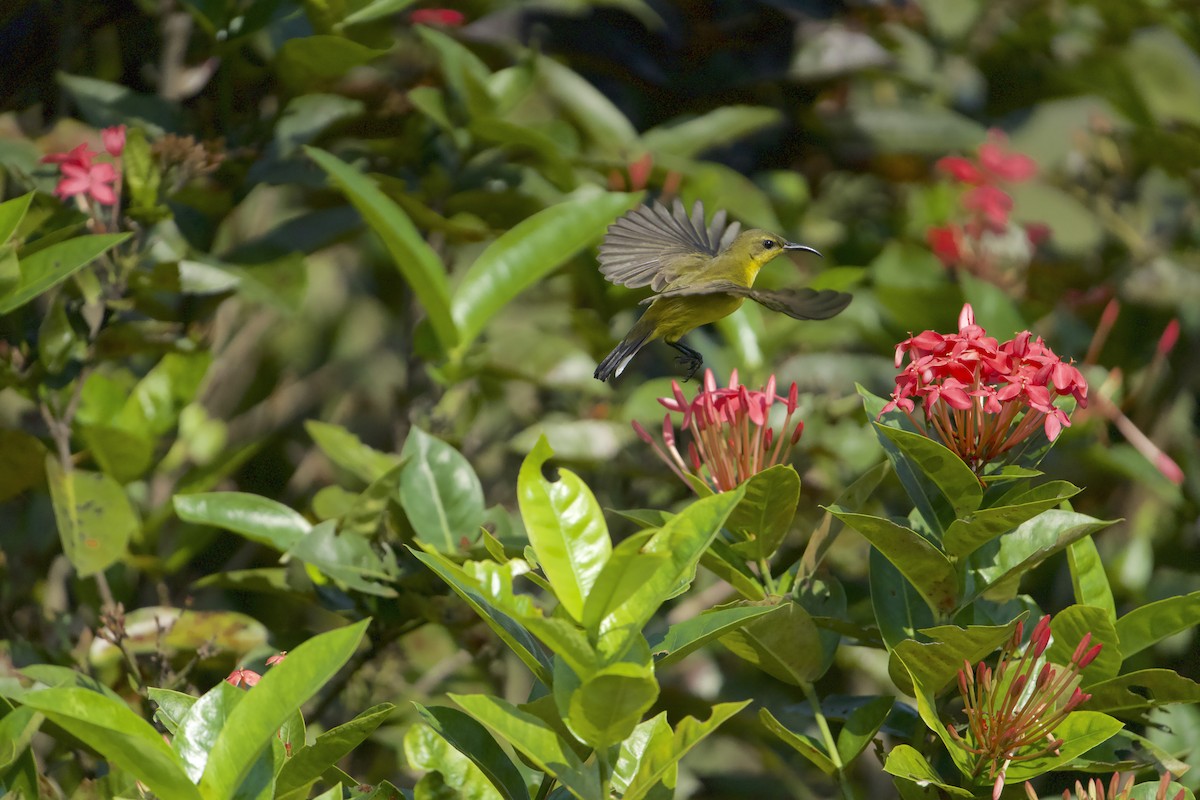 Ornate Sunbird - ML630770966