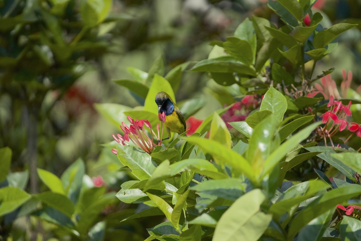 Ornate Sunbird - ML630770967