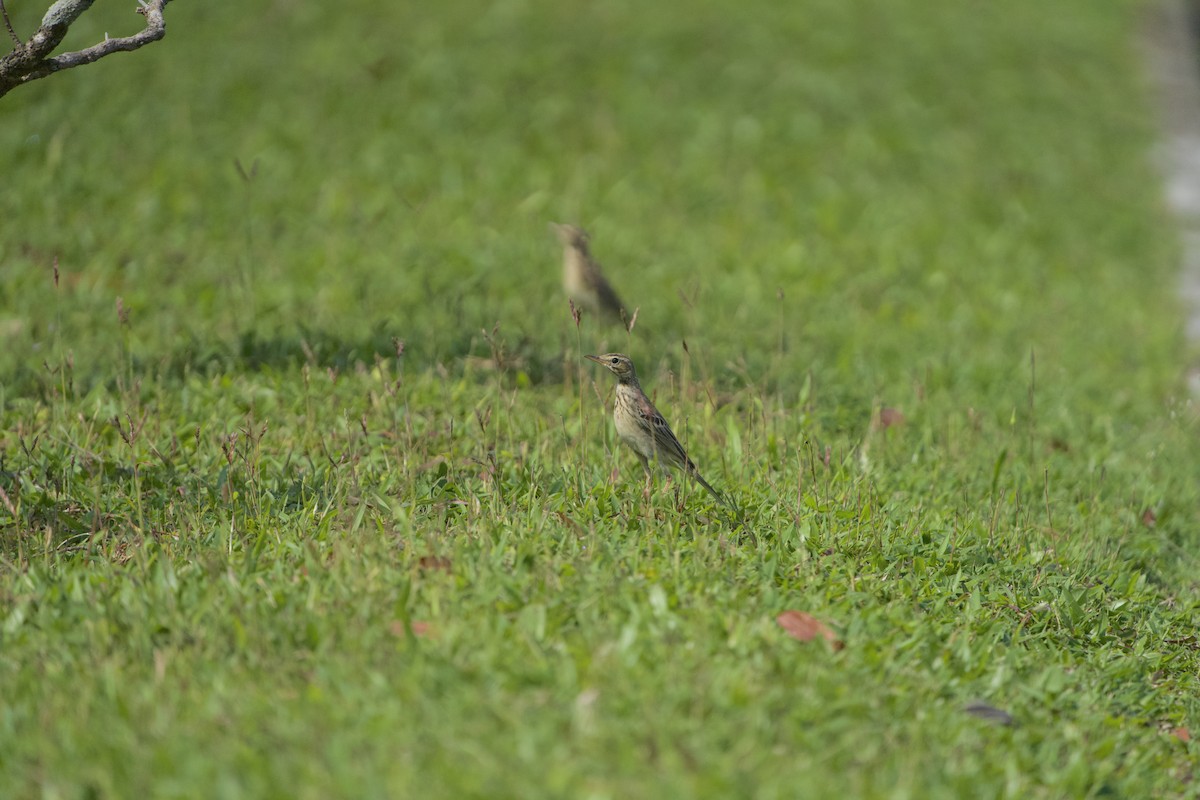 Paddyfield Pipit - ML630770972