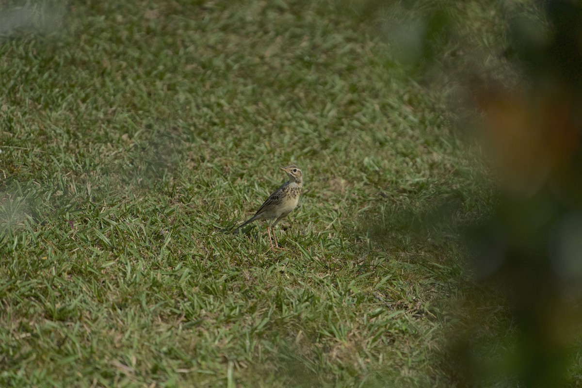 Paddyfield Pipit - ML630770973