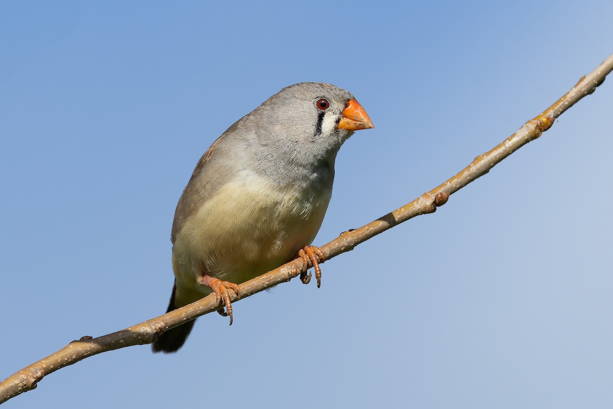 Zebra Finch - ML630771174