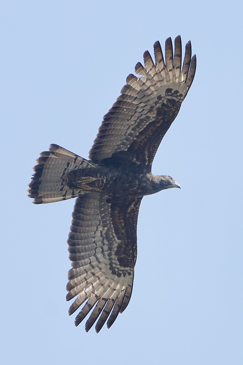 Oriental Honey-buzzard - ML630771239