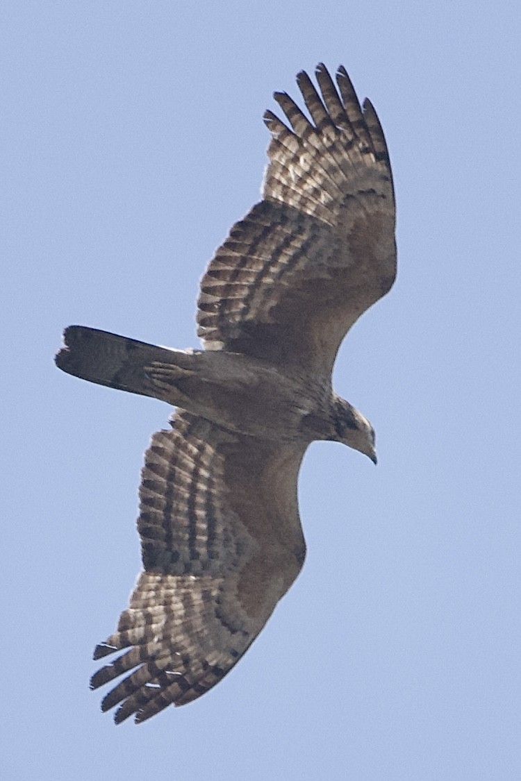 Oriental Honey-buzzard - ML630771240