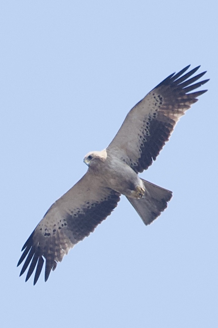 Booted Eagle - ML630771251