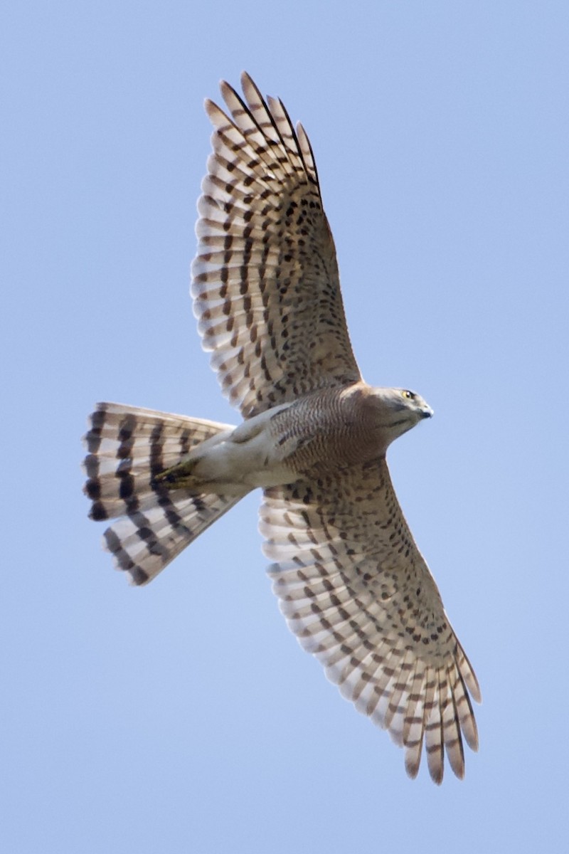 Shikra - ML630771252