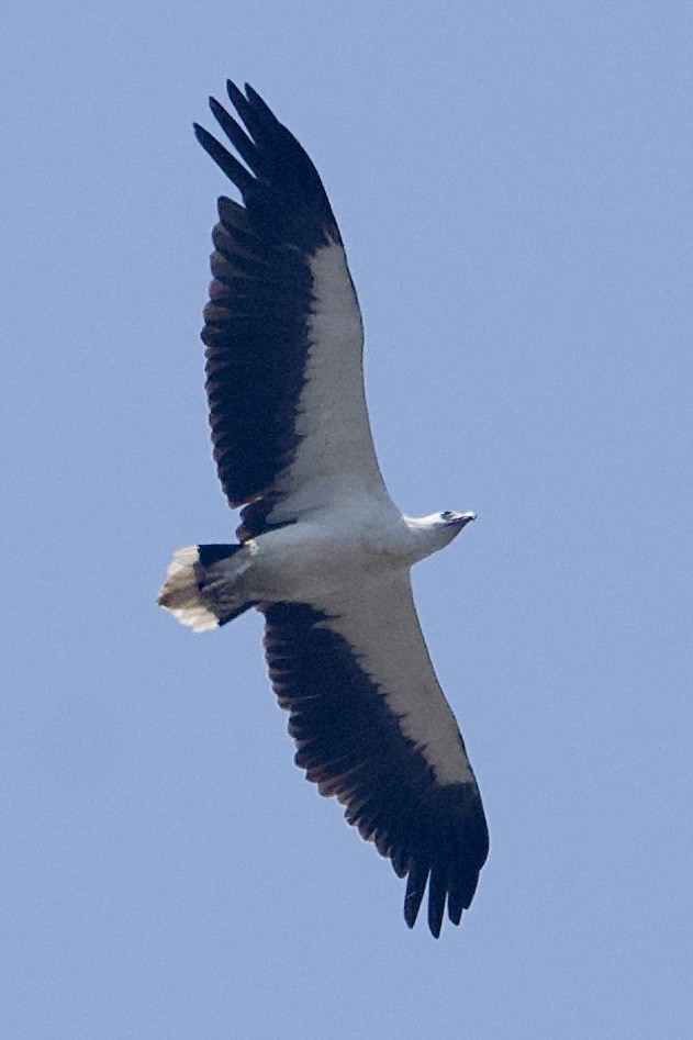 White-bellied Sea-Eagle - ML630771291