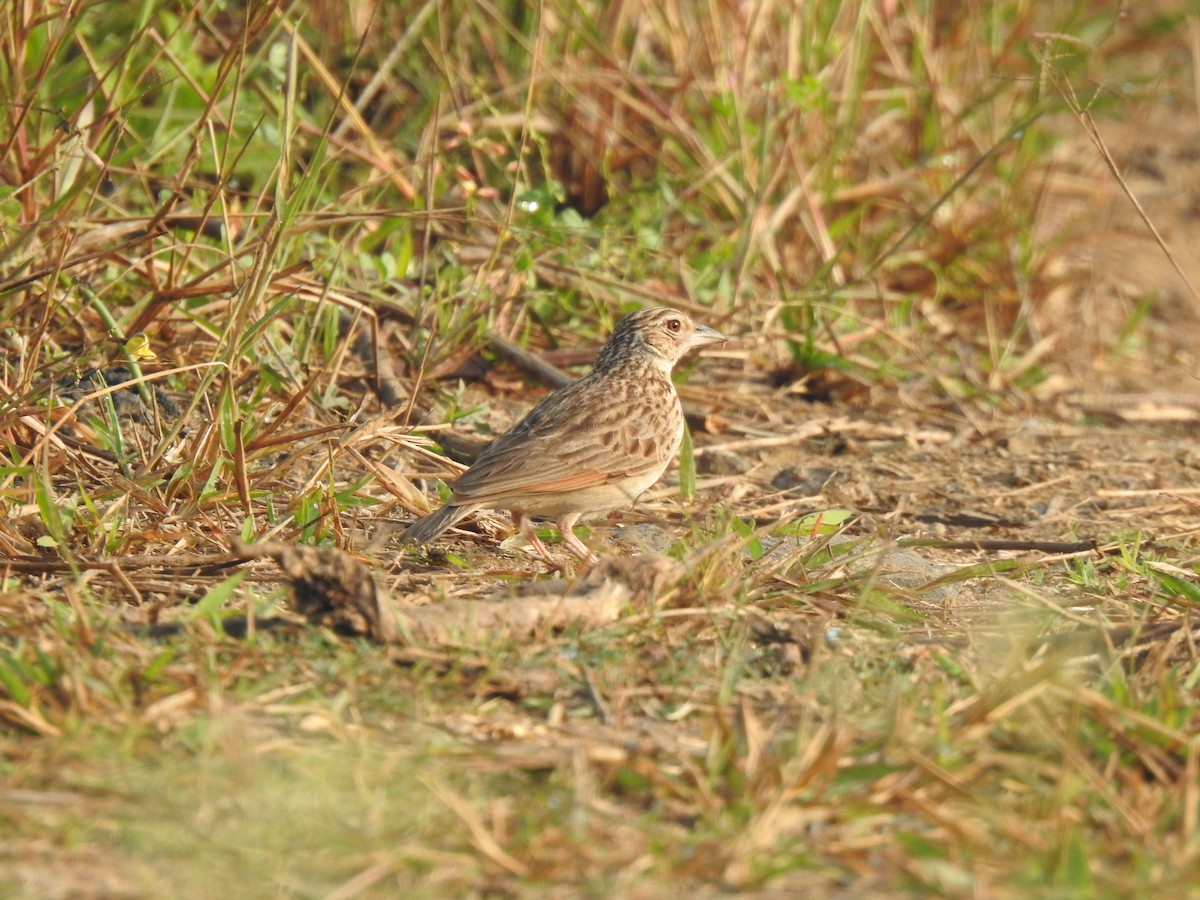 Jerdon's Bushlark - ML630771337
