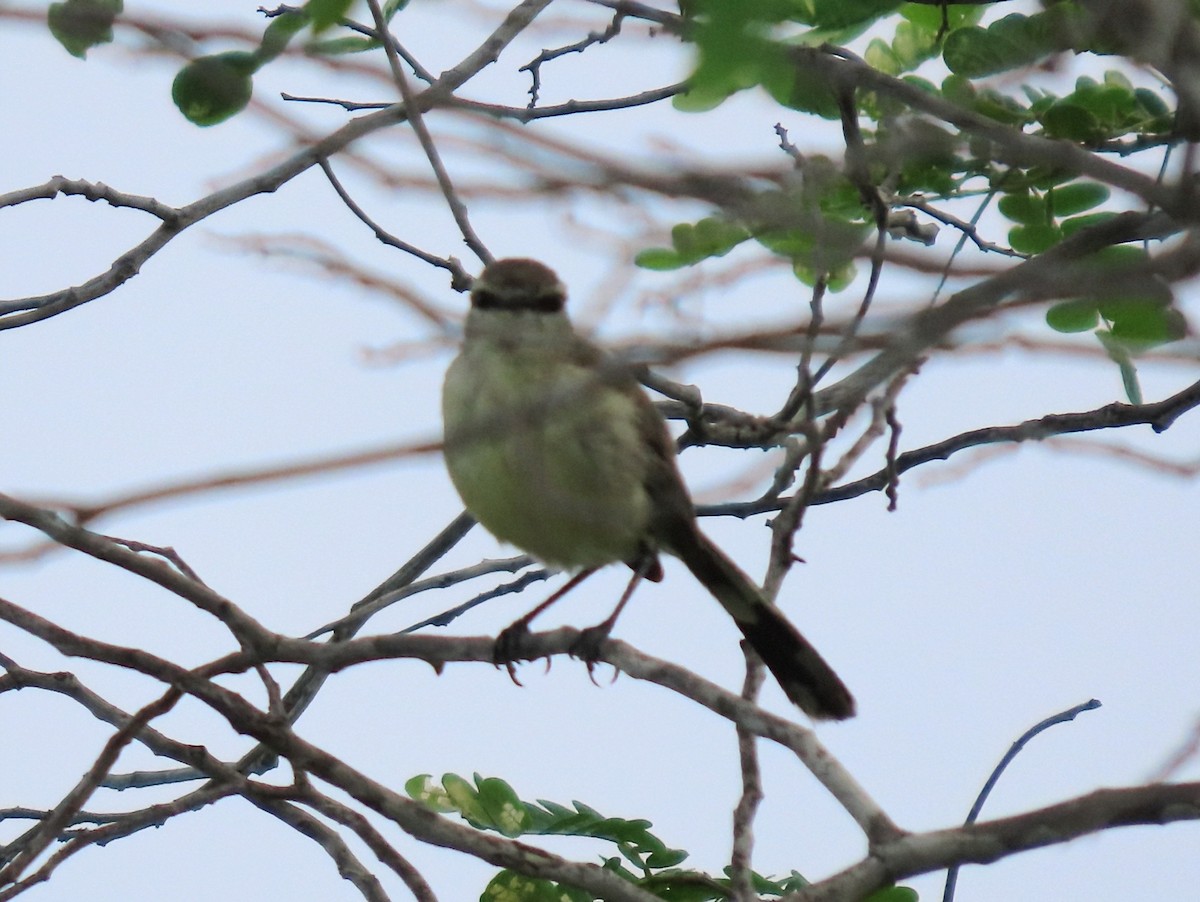 Bahia Wagtail-Tyrant - ML630771394