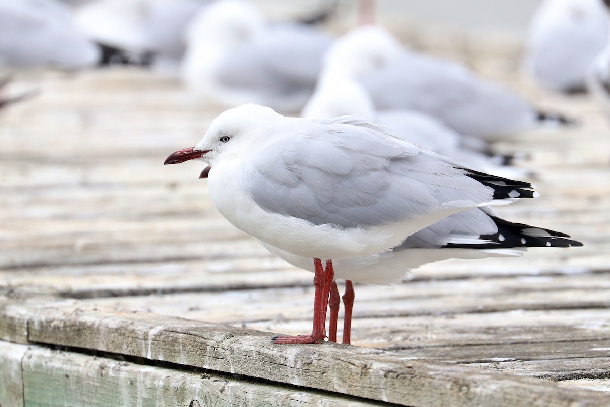 Silver Gull - ML630771422