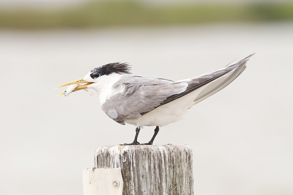 Great Crested Tern - ML630771531