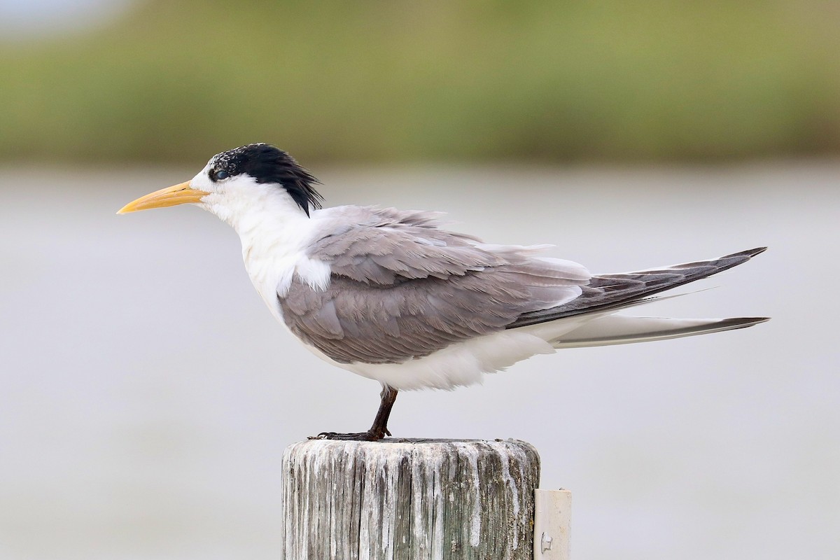 Great Crested Tern - ML630771532