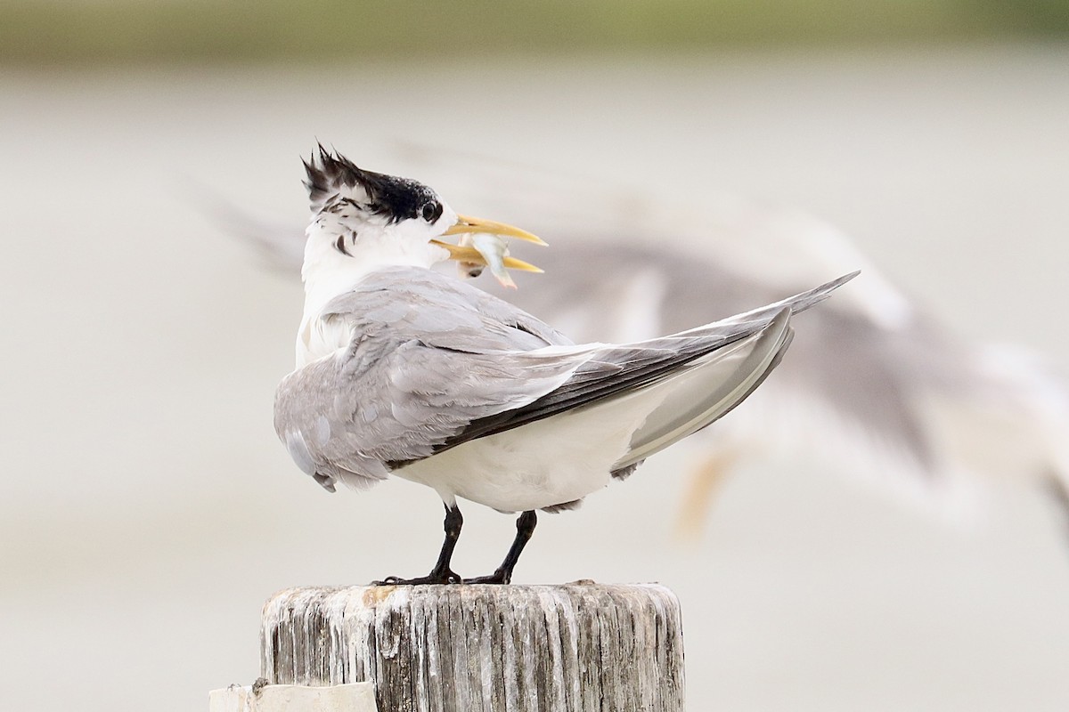 Great Crested Tern - ML630771533