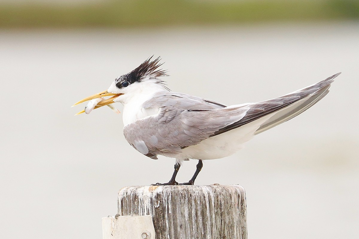 Great Crested Tern - ML630771534