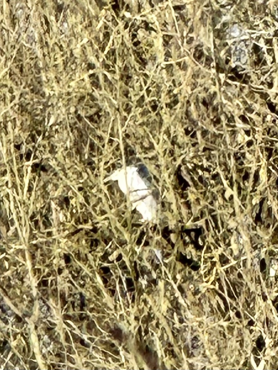 Ногоовор зашин - ML630771595