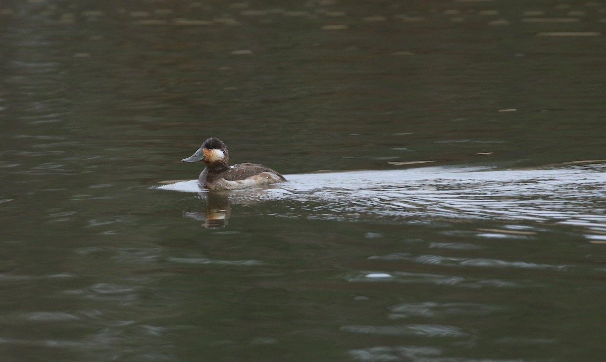 Ruddy Duck - ML630772307