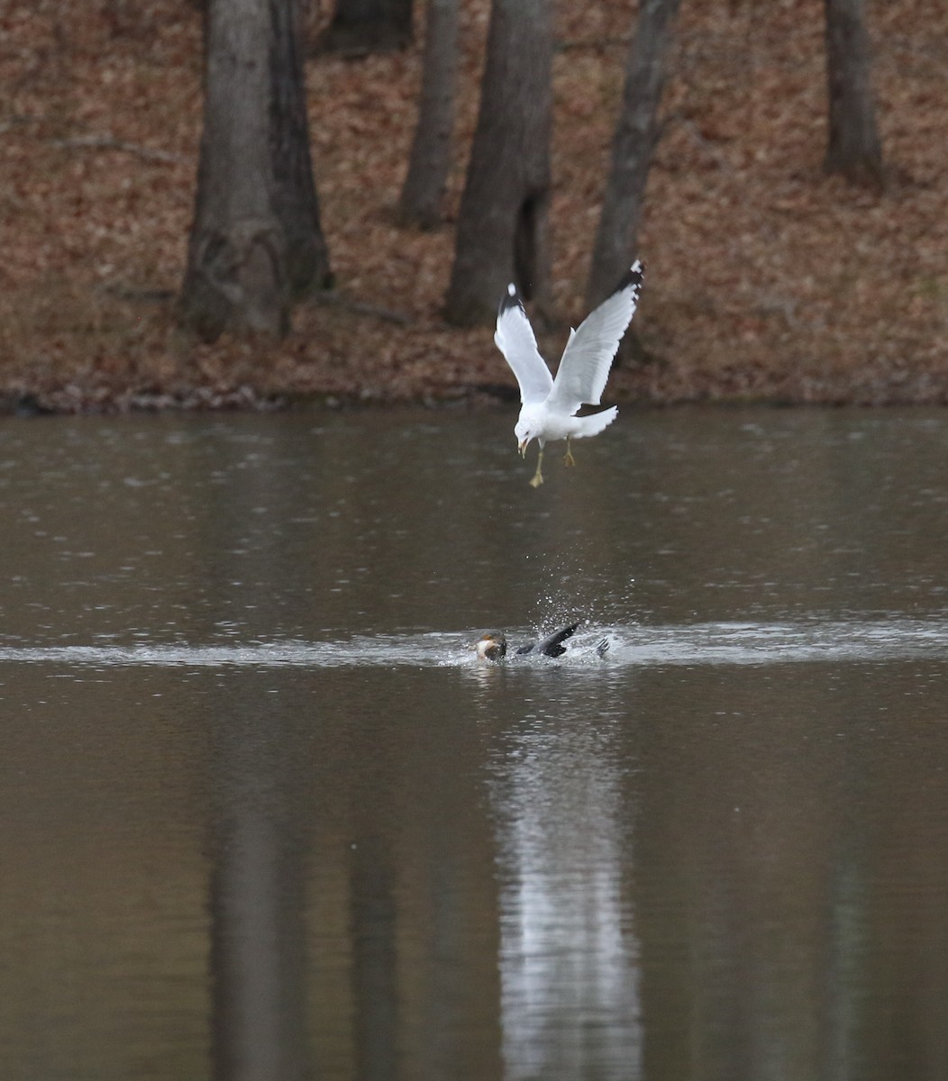 Ring-billed Gull - ML630772326