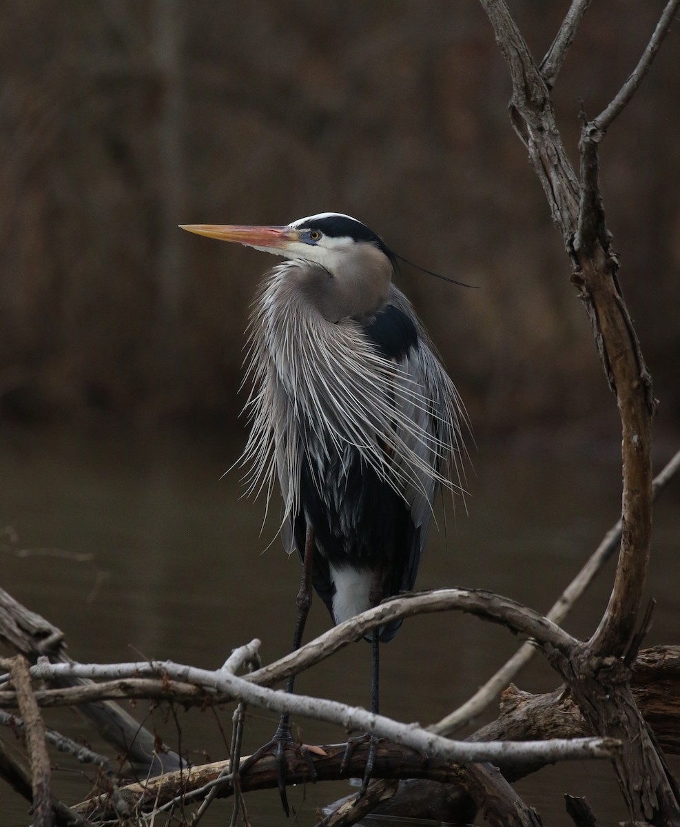 Great Blue Heron - ML630772348