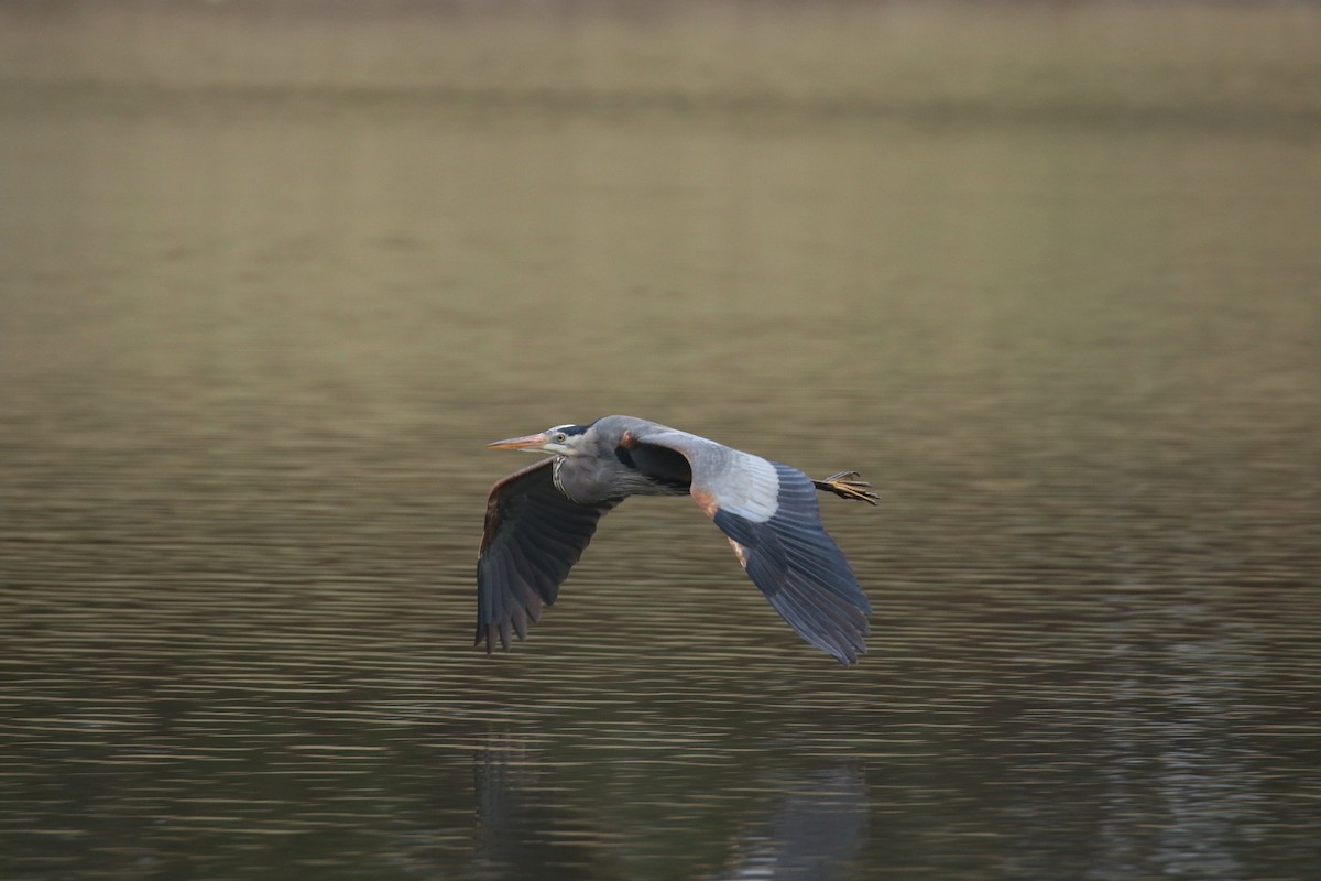 Great Blue Heron - ML630772350