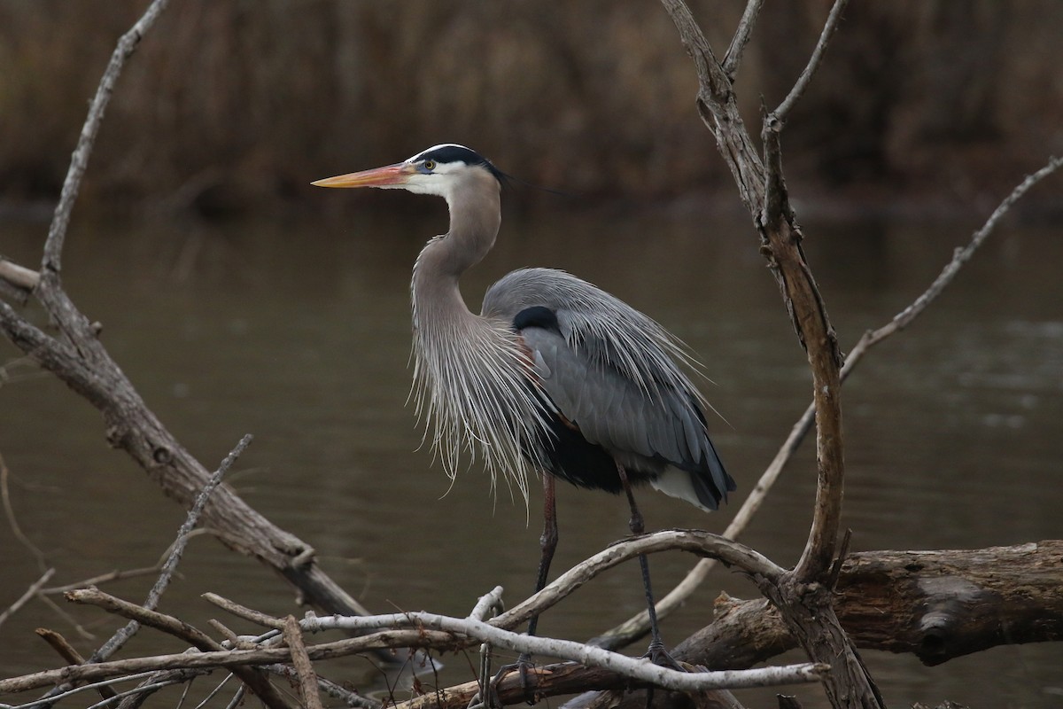 Great Blue Heron - ML630772351