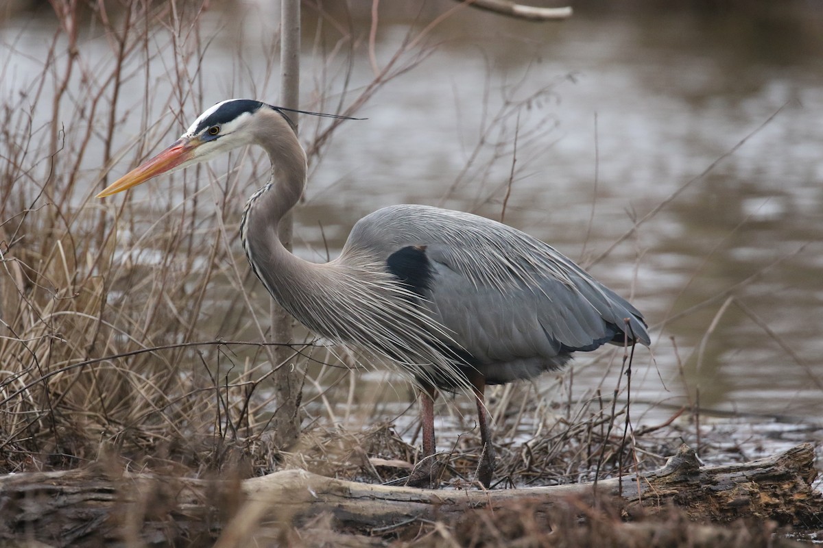 Great Blue Heron - ML630772352