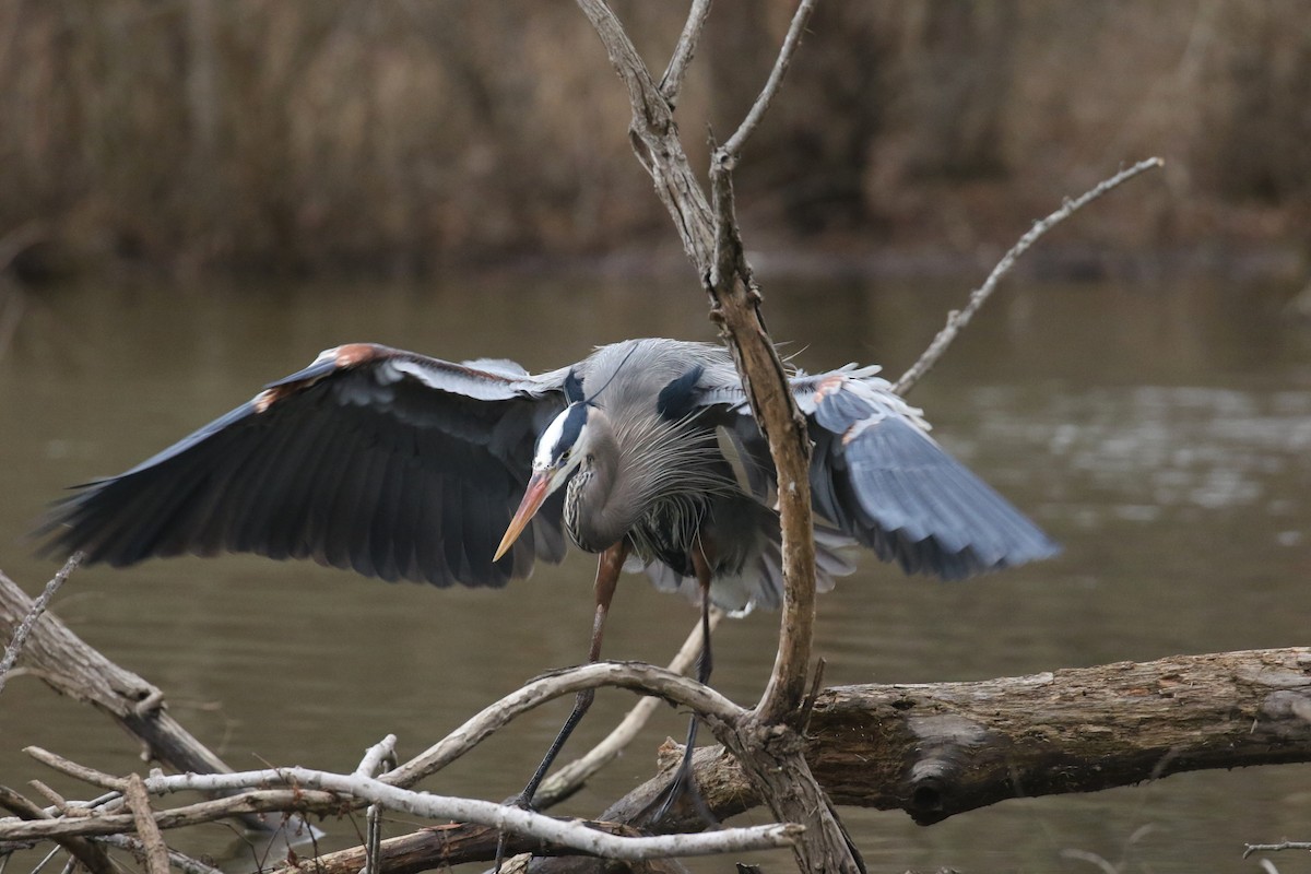 Great Blue Heron - ML630772353