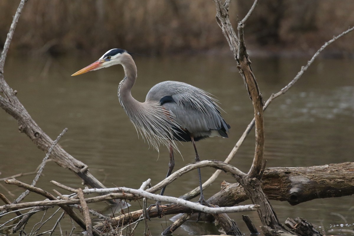 Great Blue Heron - ML630772354