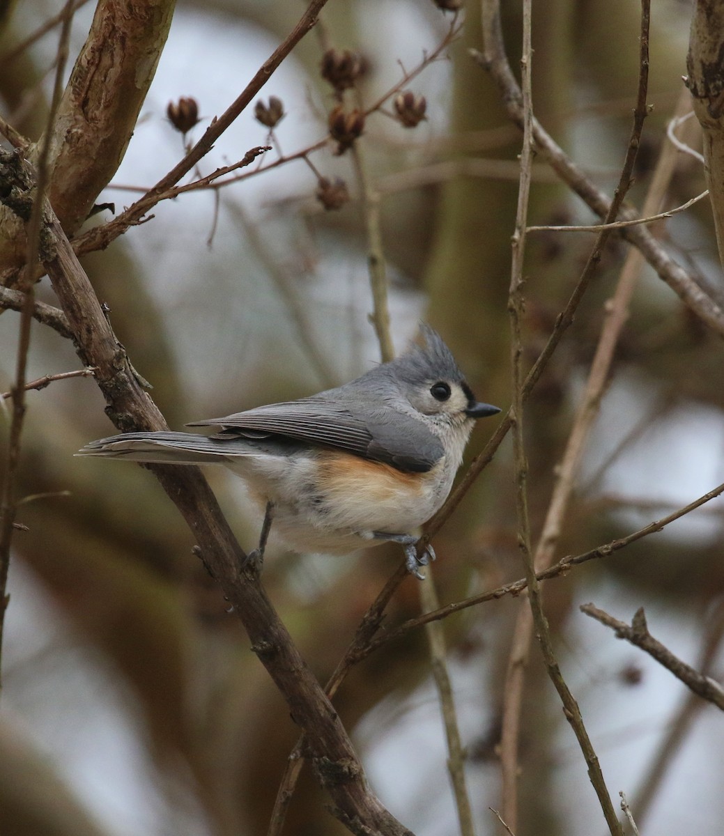 Tufted Titmouse - ML630772381