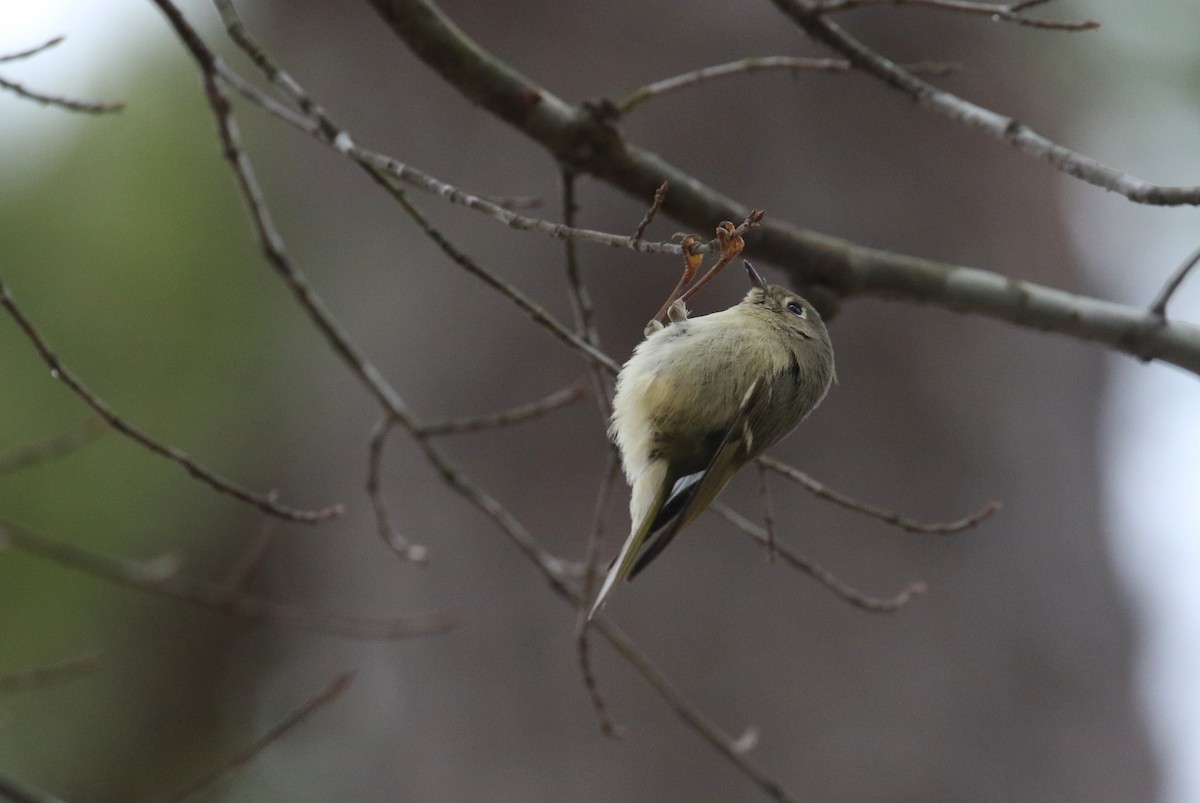 Ruby-crowned Kinglet - ML630772389