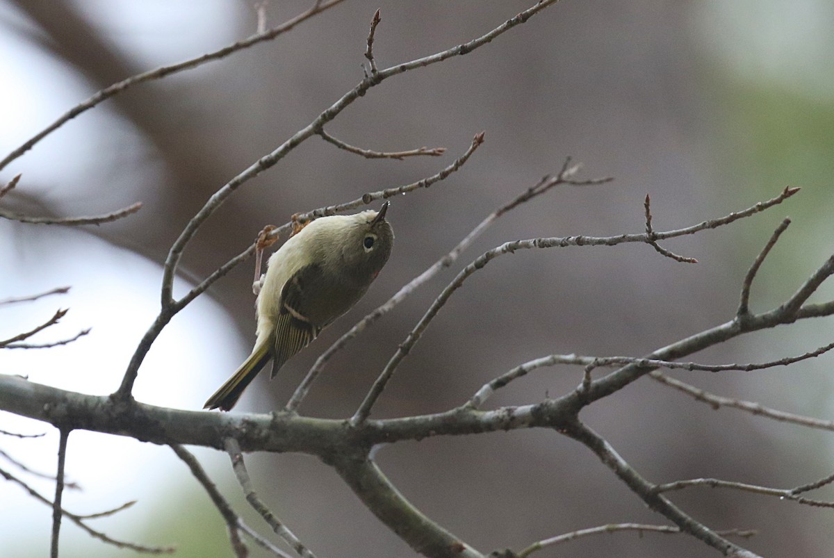 Ruby-crowned Kinglet - ML630772390