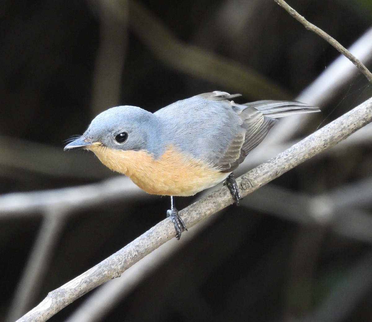 Leaden Flycatcher - ML630772402