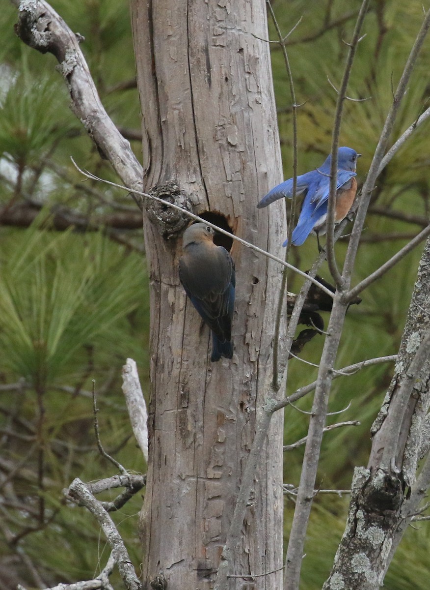 Eastern Bluebird - ML630772407