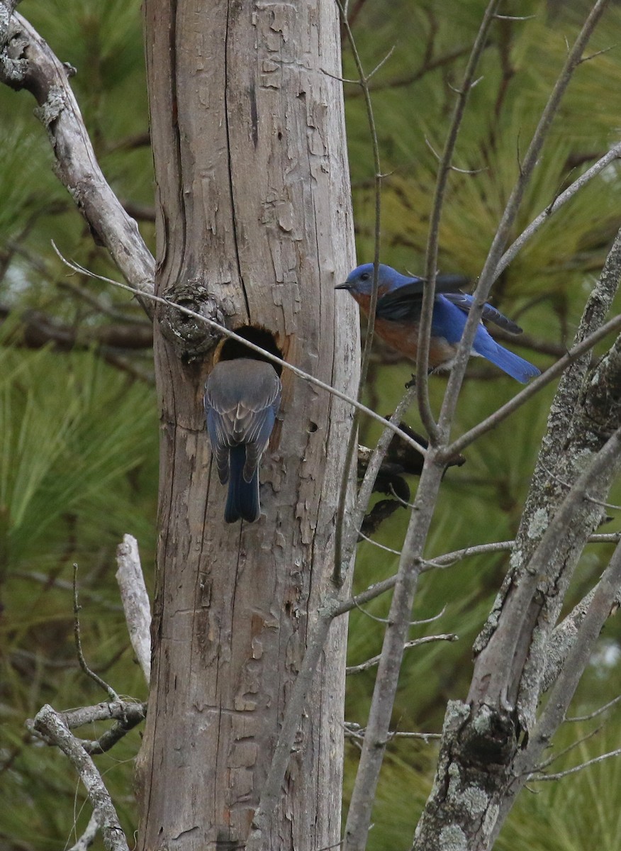 Eastern Bluebird - ML630772408