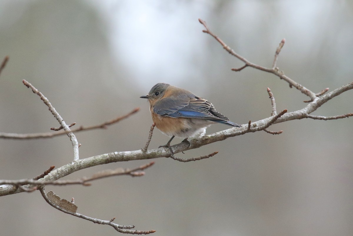 Eastern Bluebird - ML630772409
