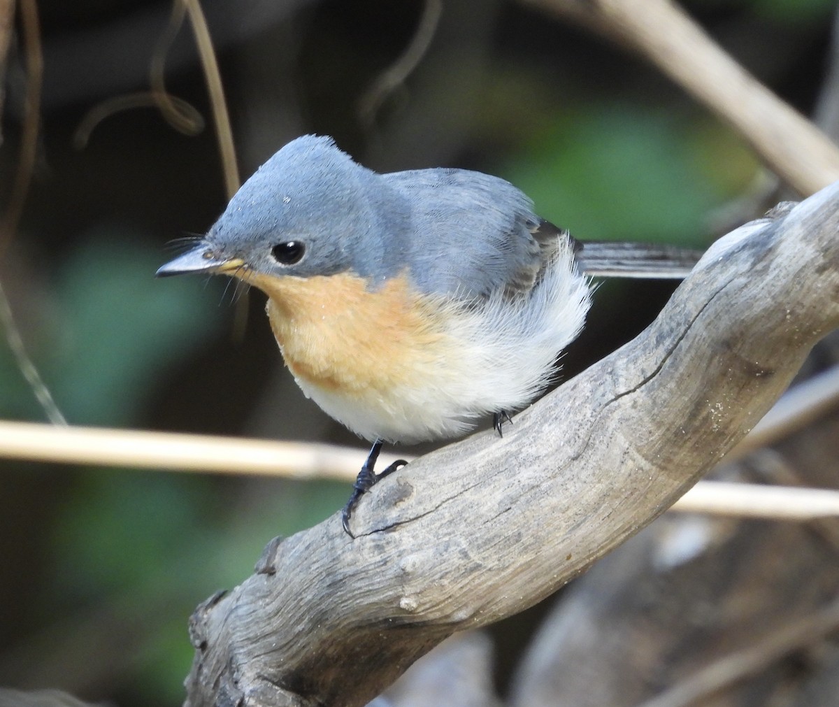 Leaden Flycatcher - ML630772449