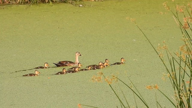 Indian Spot-billed Duck - ML630773082